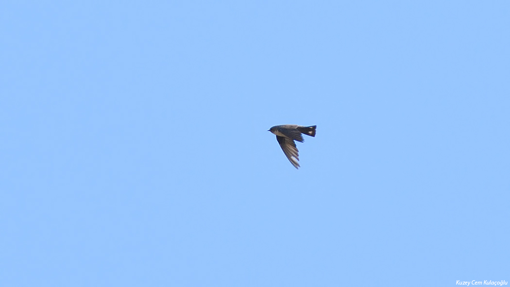 Eurasian Crag Martin