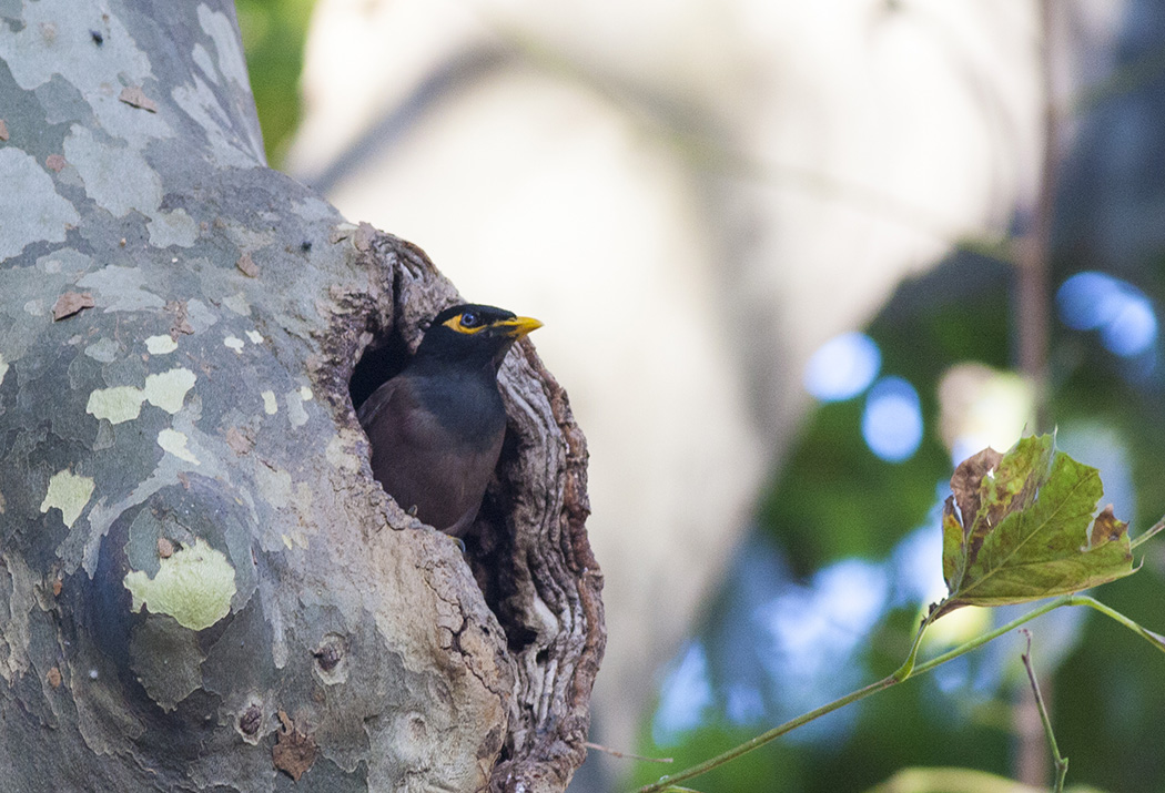 Common Myna