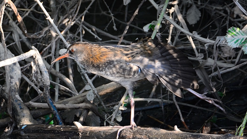 Water Rail