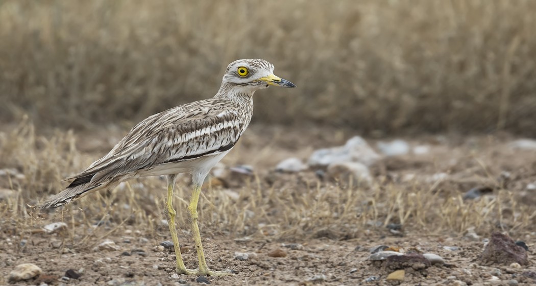 Eurasian Stone-curlew