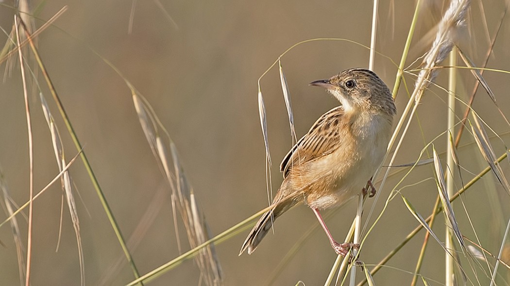 Zitting Cisticola