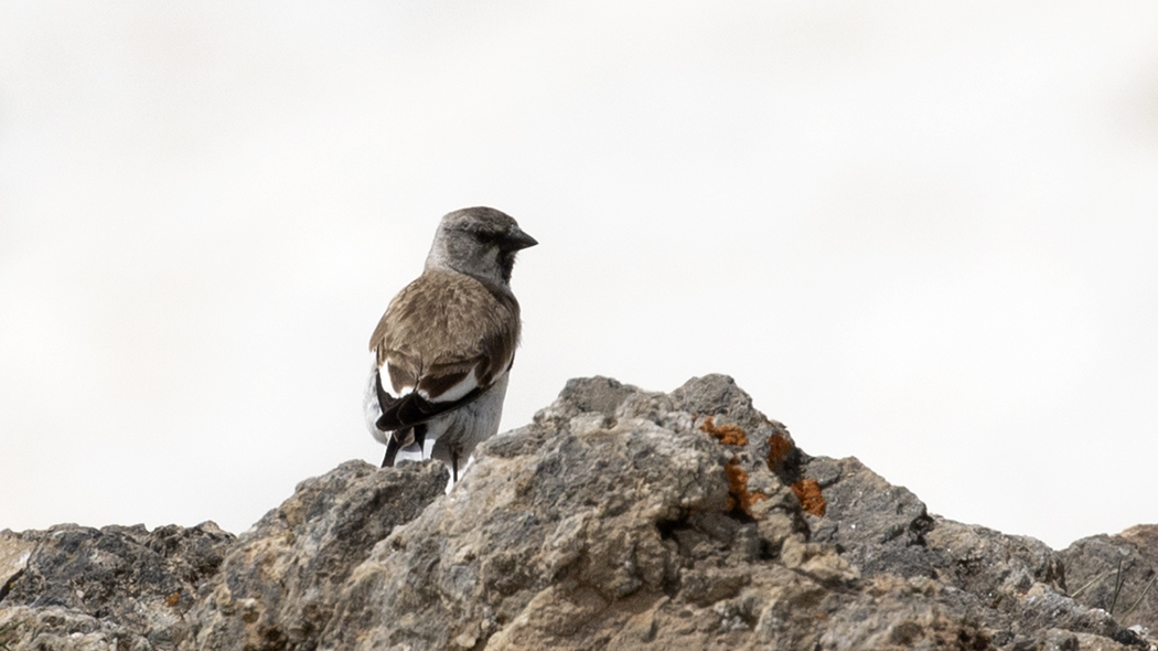 White-winged Snowfinch