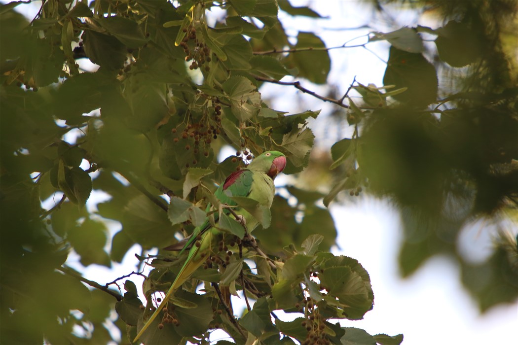 Alexandrine Parakeet