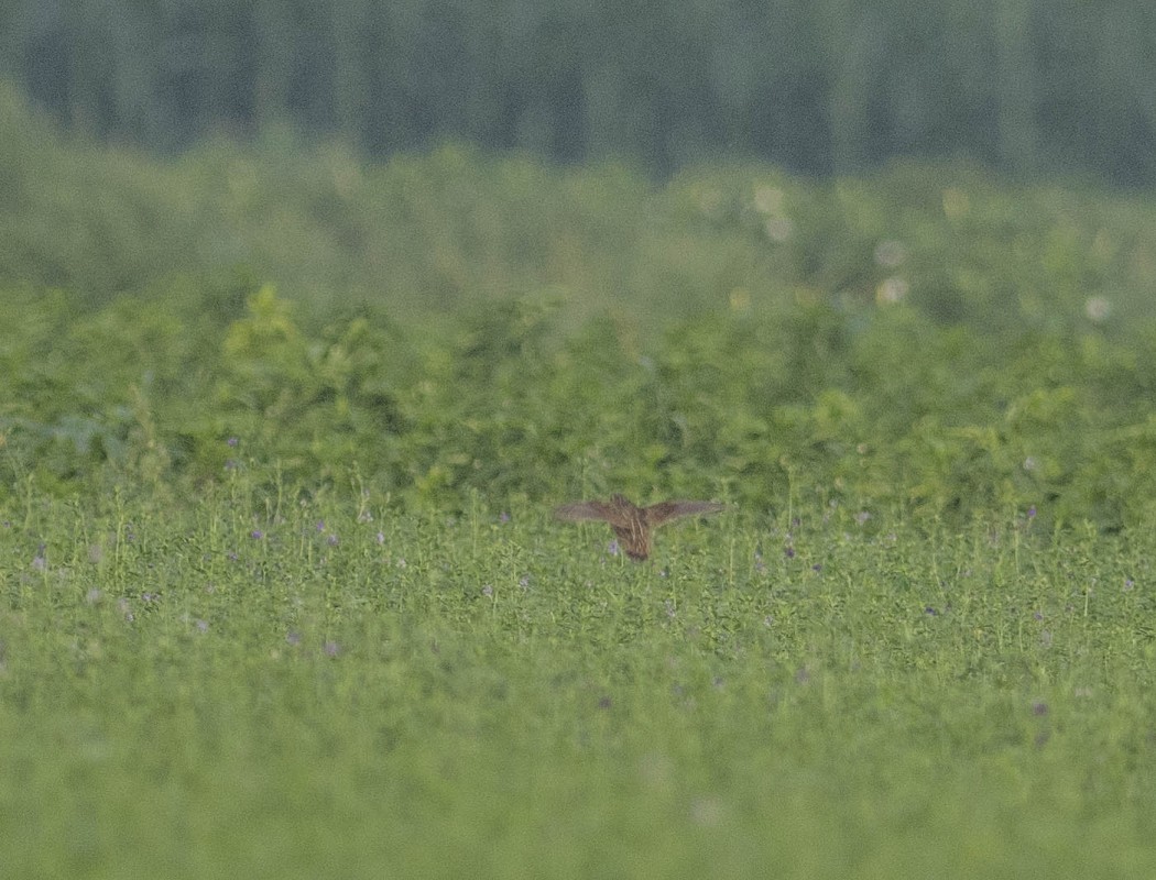 Common Quail