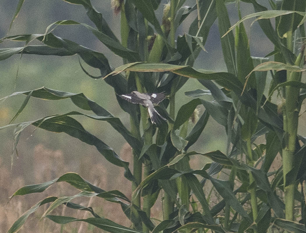 Great Grey Shrike