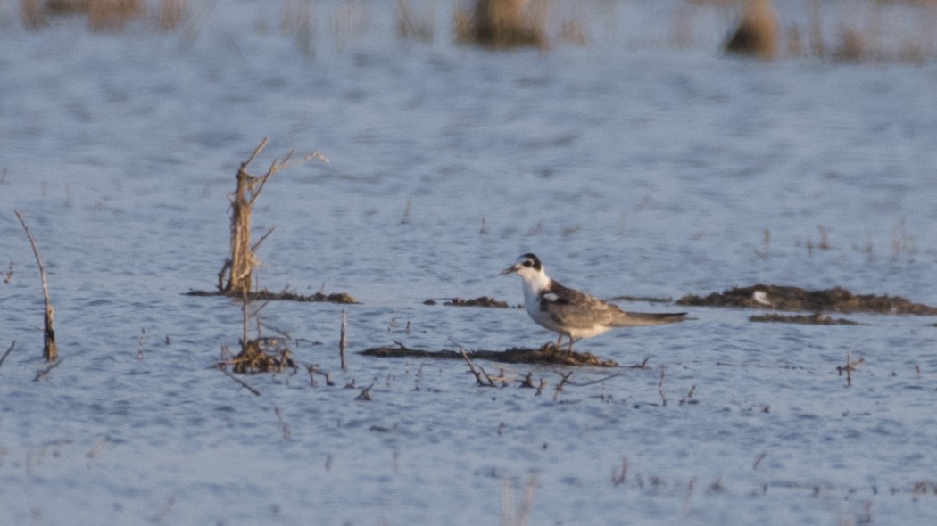 Black Tern