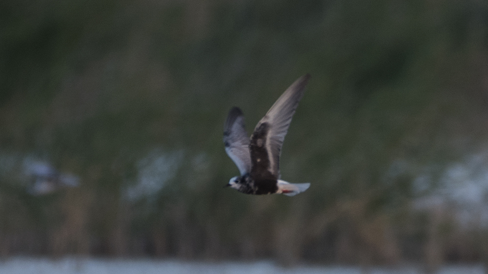 White-winged Tern