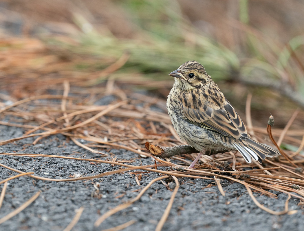 Cirl Bunting