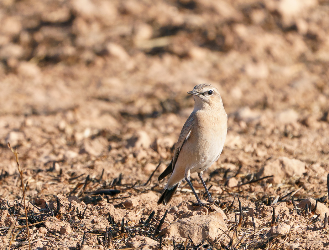 Isabelline Wheatear