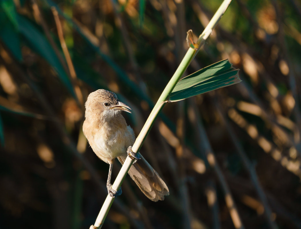 Iraq Babbler