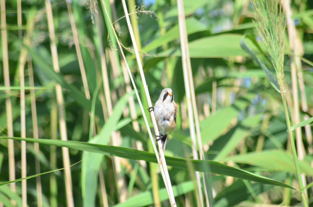 Bearded Reedling