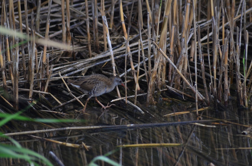 Water Rail