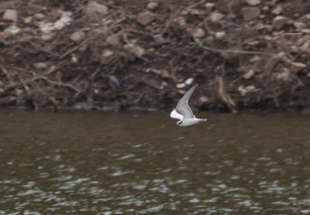 Whiskered Tern