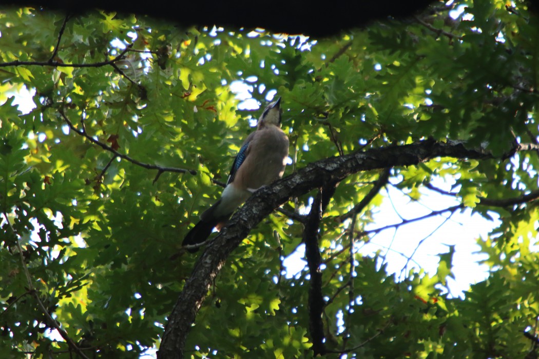 Eurasian Jay
