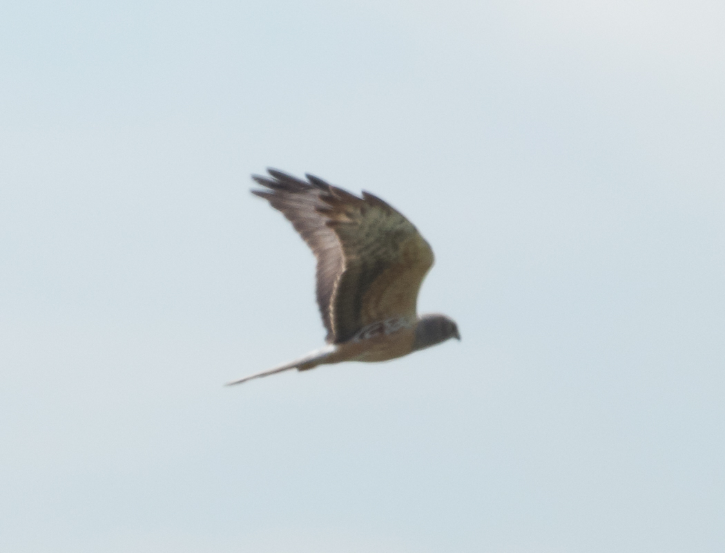 Montagu`s Harrier