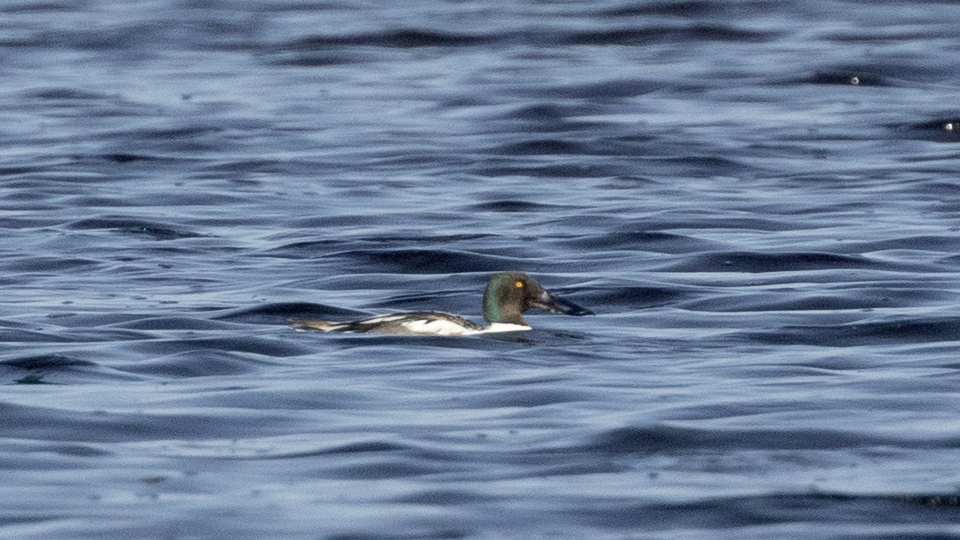Northern Shoveler
