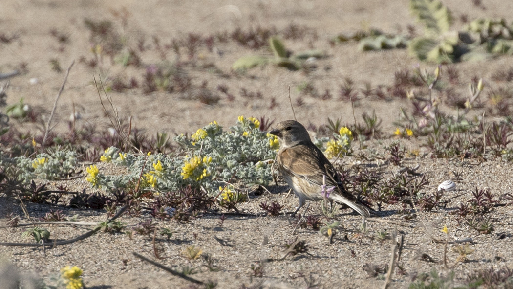 Common Linnet