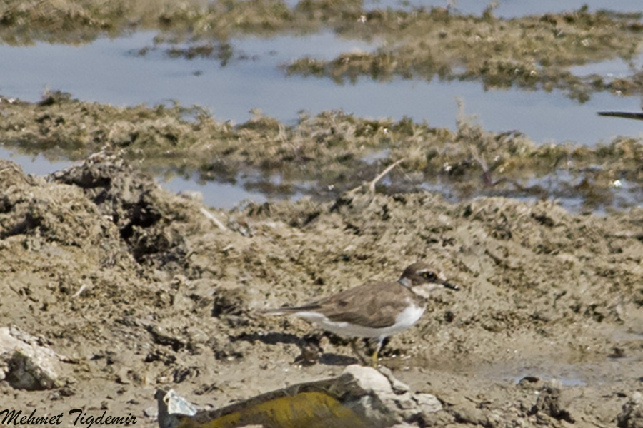 Common Ringed Plover