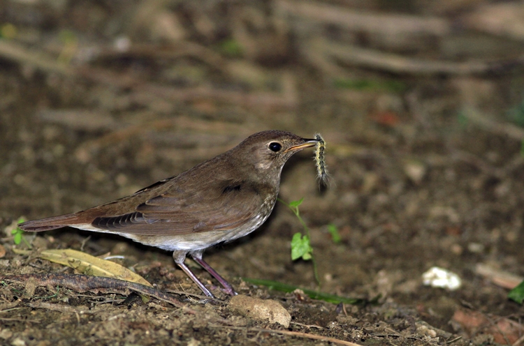 Thrush Nightingale