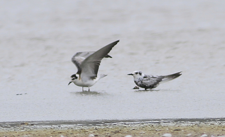 White-winged Tern