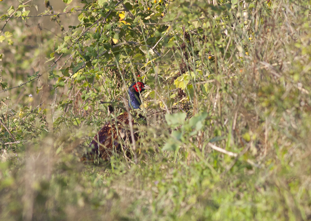 Common Pheasant