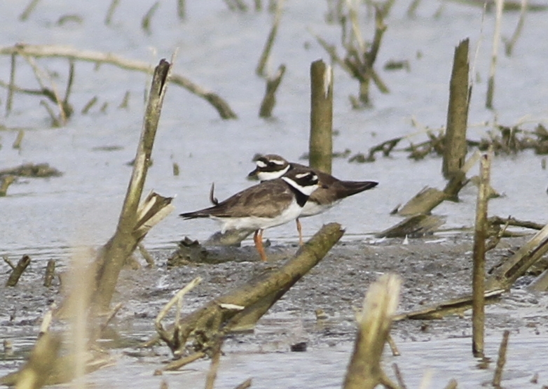 Common Ringed Plover