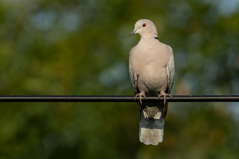 Eurasian Collared Dove