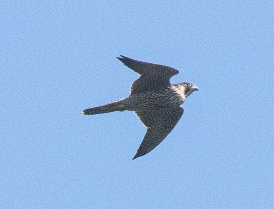 Peregrine Falcon