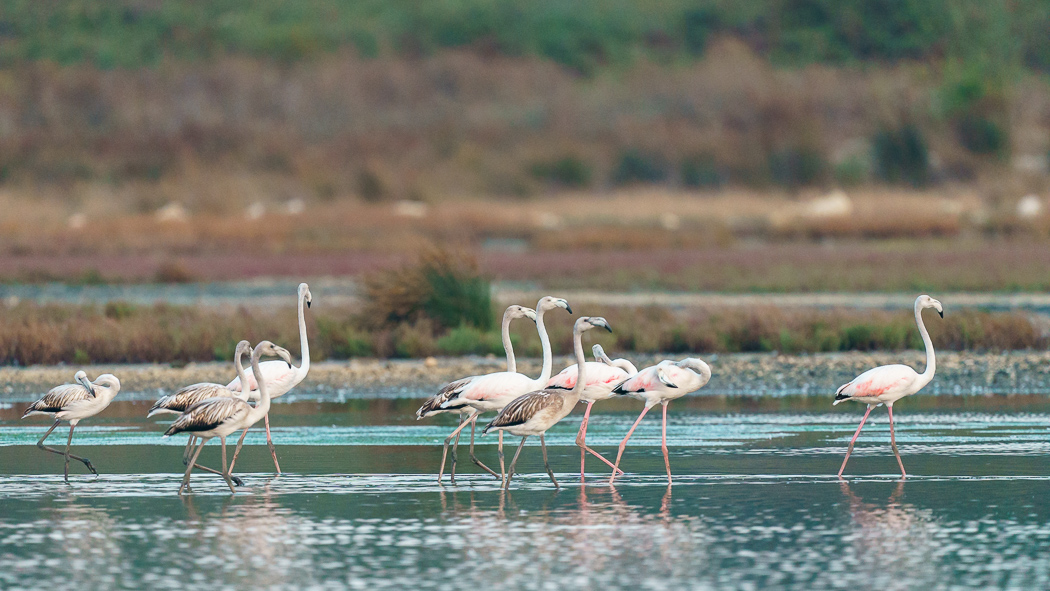 Greater Flamingo