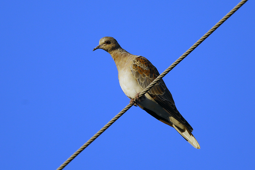 European Turtle Dove