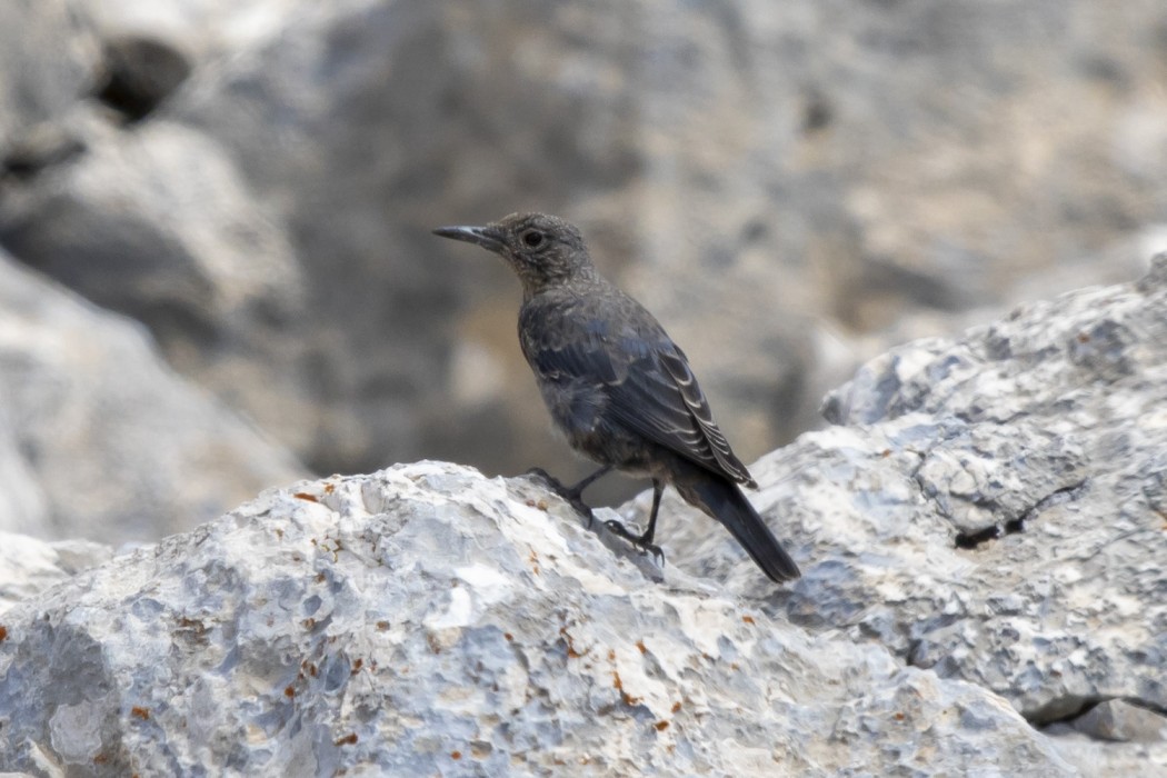 Blue Rock Thrush