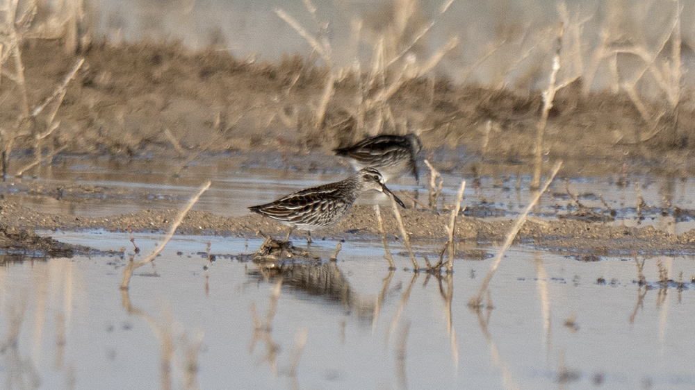 Broad-billed Sandpiper