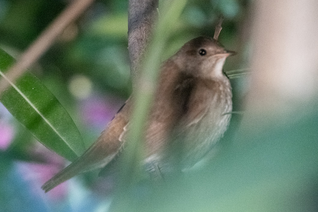 Thrush Nightingale