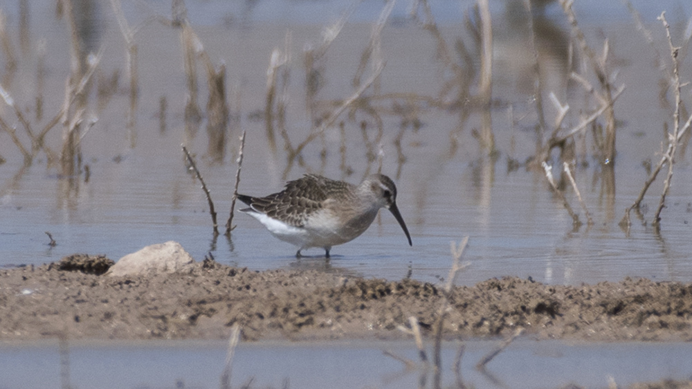 Curlew Sandpiper