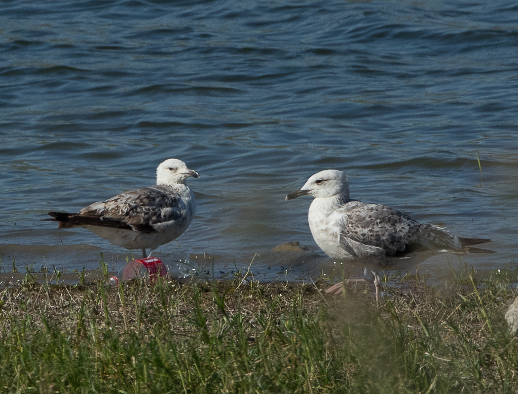 Caspian Gull