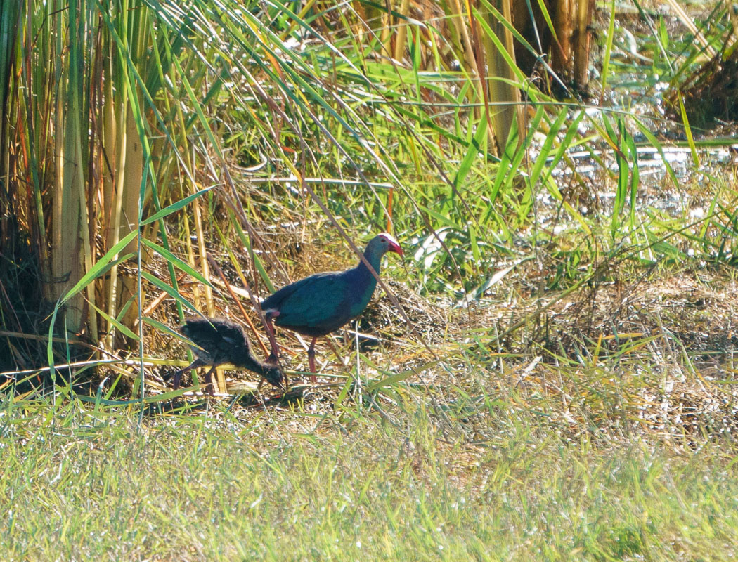 Grey-headed Swamphen
