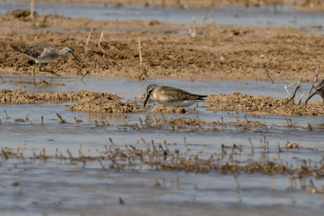 Curlew Sandpiper