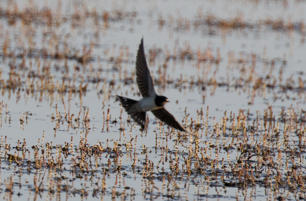 Eurasian Crag Martin