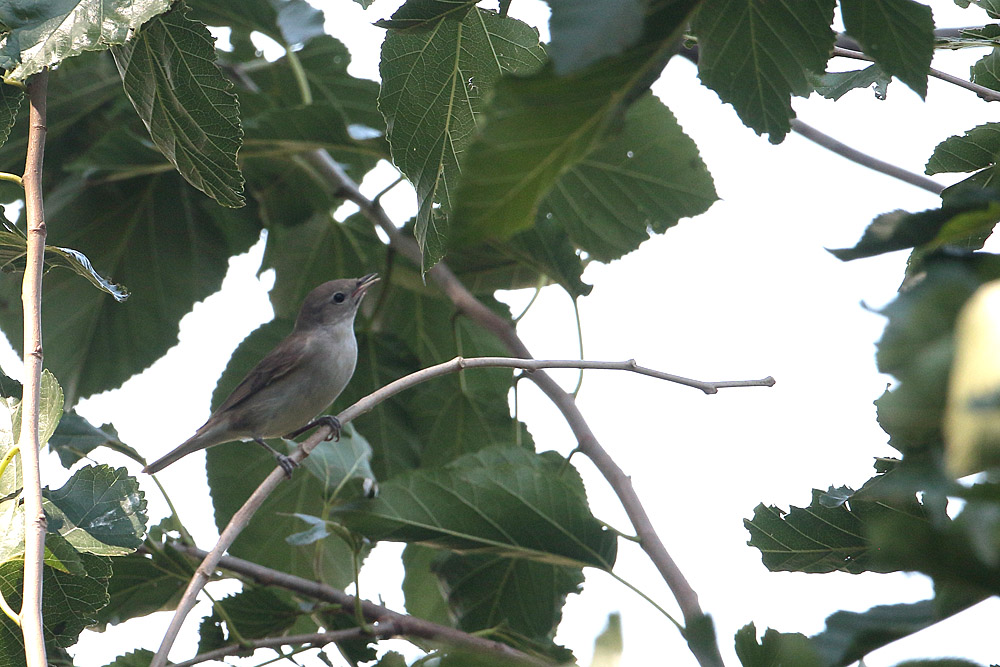 Garden Warbler