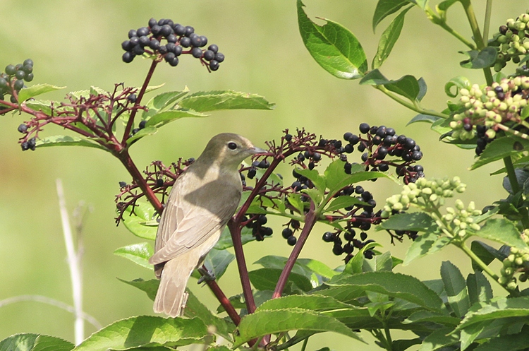 Garden Warbler