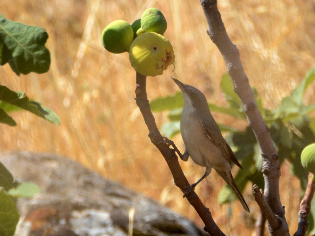 Eastern Orphean Warbler