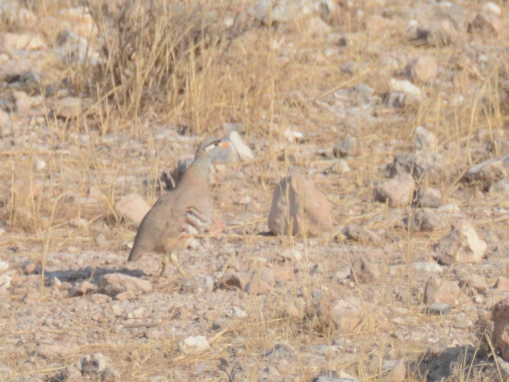 See-see Partridge