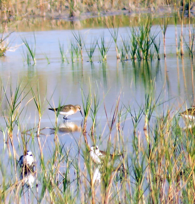 Curlew Sandpiper