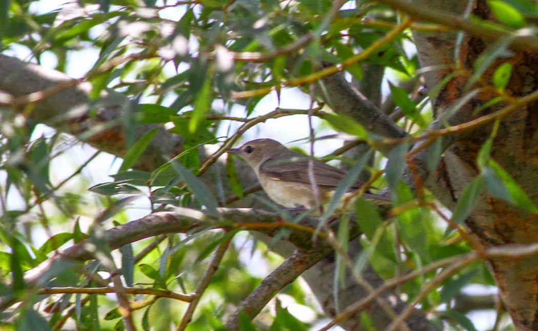 Garden Warbler