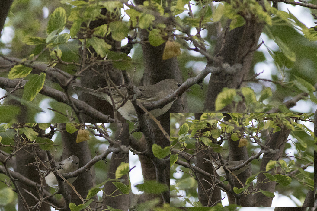 Garden Warbler