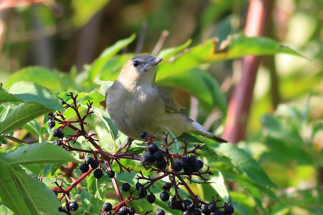 Garden Warbler