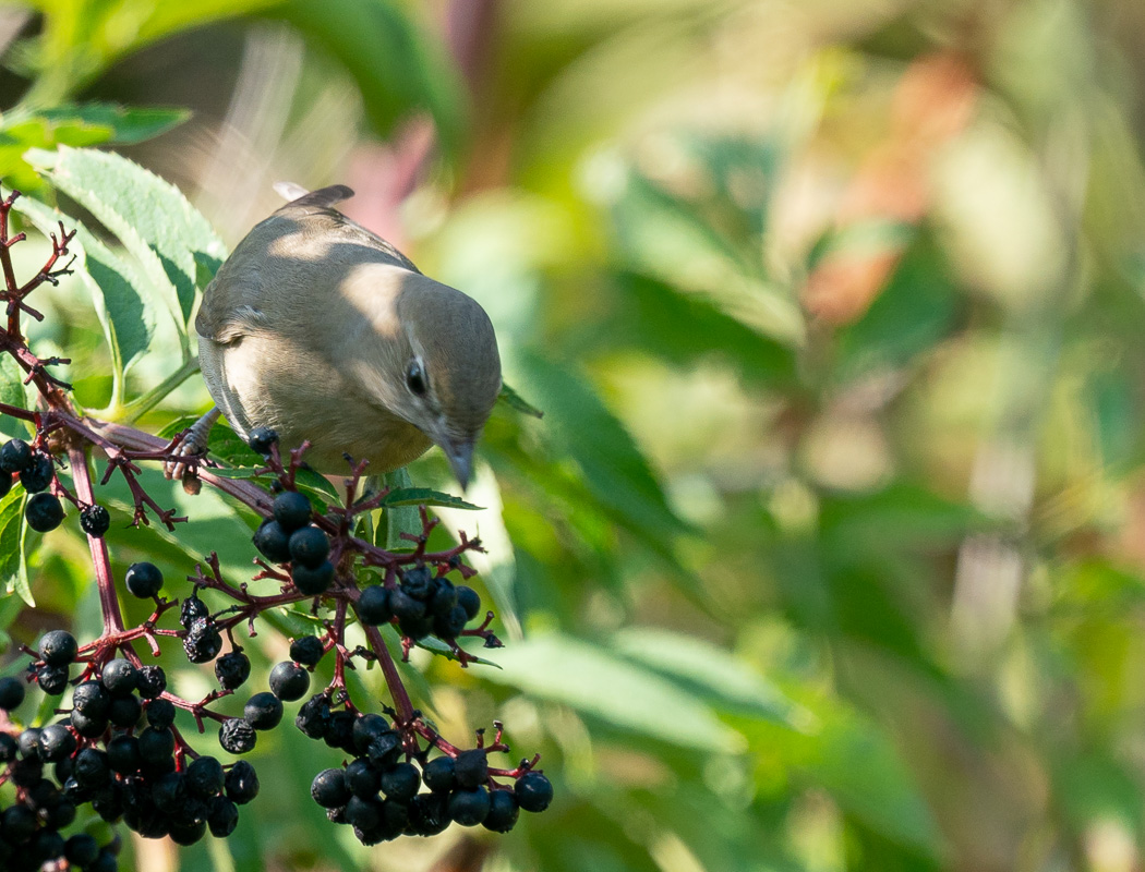 Garden Warbler