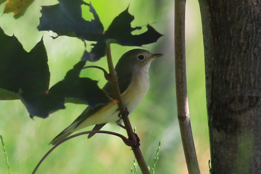 Red-breasted Flycatcher
