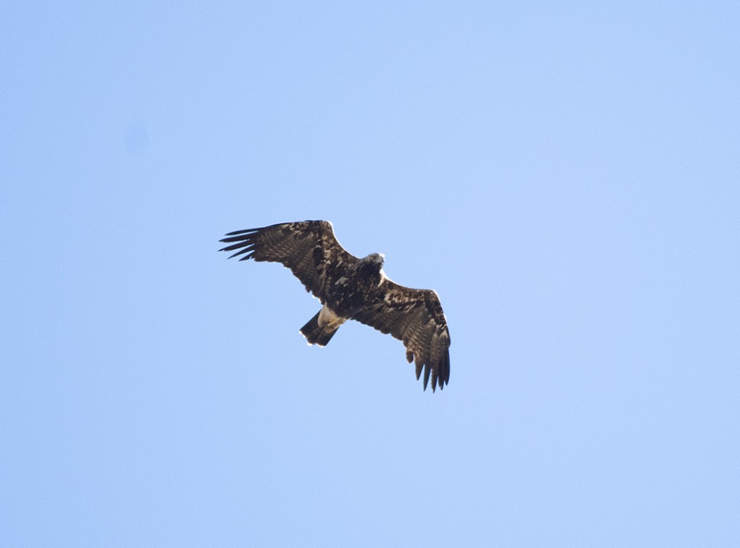 Eastern Imperial Eagle