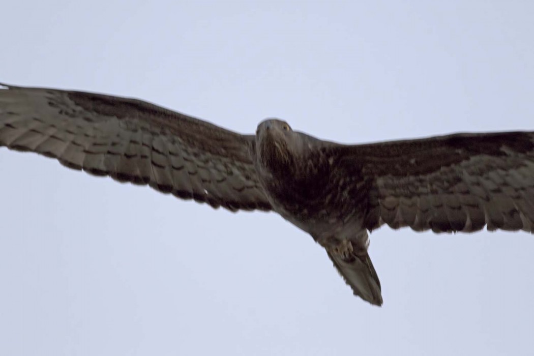 European Honey Buzzard